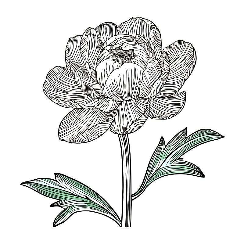Minimal Plant Line Art Heat Tr - Art Craft Online ulasan dan harga